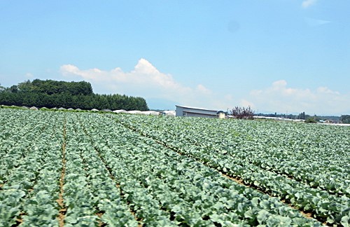 【八ヶ岳の夏休み】①クラブツーリズムのバスツアーで白樺湖まで_b0009849_21595780.jpg