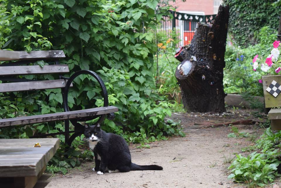 猫のいるガーデン　A cat in the garden_d0008852_364276.jpg