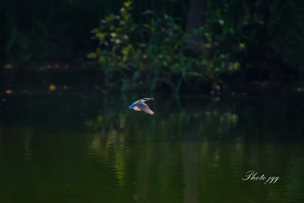 公園のカワセミ　その1・・・_f0169053_22402287.jpg