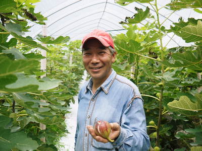 甘熟いちじく 平成27年度は8月11日より発送開始!先行予約受付スタート!!_a0254656_19394299.jpg