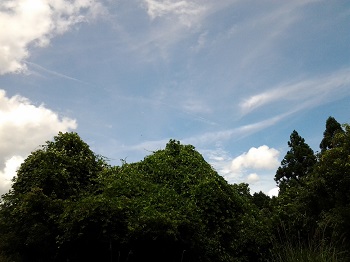 池の谷薬草園_a0061057_224757100.jpg