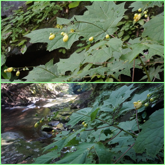 天涯の花咲く川上渓谷へ・・・その後は阿蘇、九重、由布高原花鑑賞。_f0016066_6533973.jpg