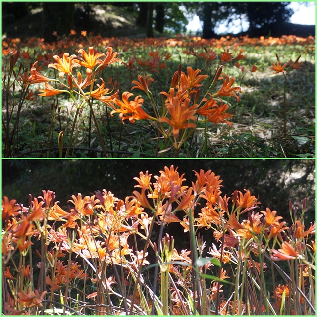 天涯の花咲く川上渓谷へ・・・その後は阿蘇、九重、由布高原花鑑賞。_f0016066_76657.jpg