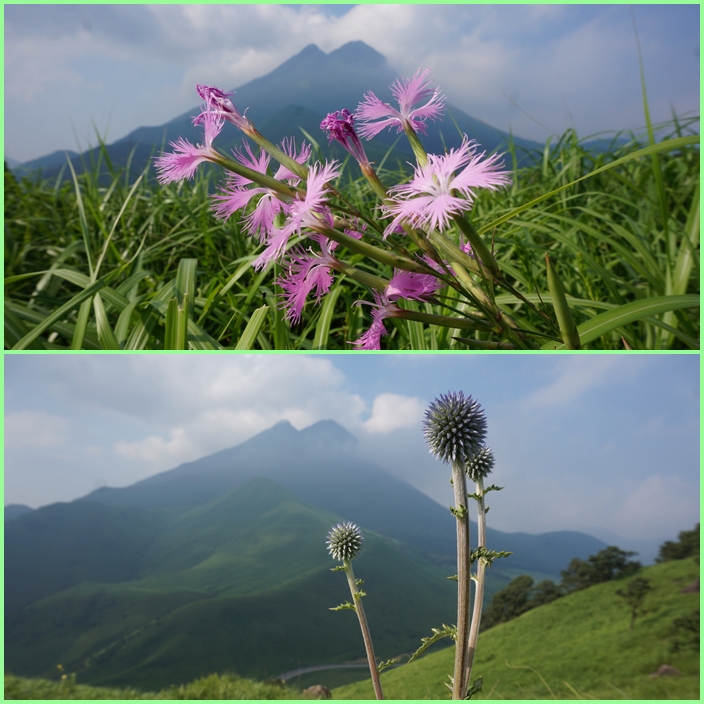 天涯の花咲く川上渓谷へ・・・その後は阿蘇、九重、由布高原花鑑賞。_f0016066_8102199.jpg