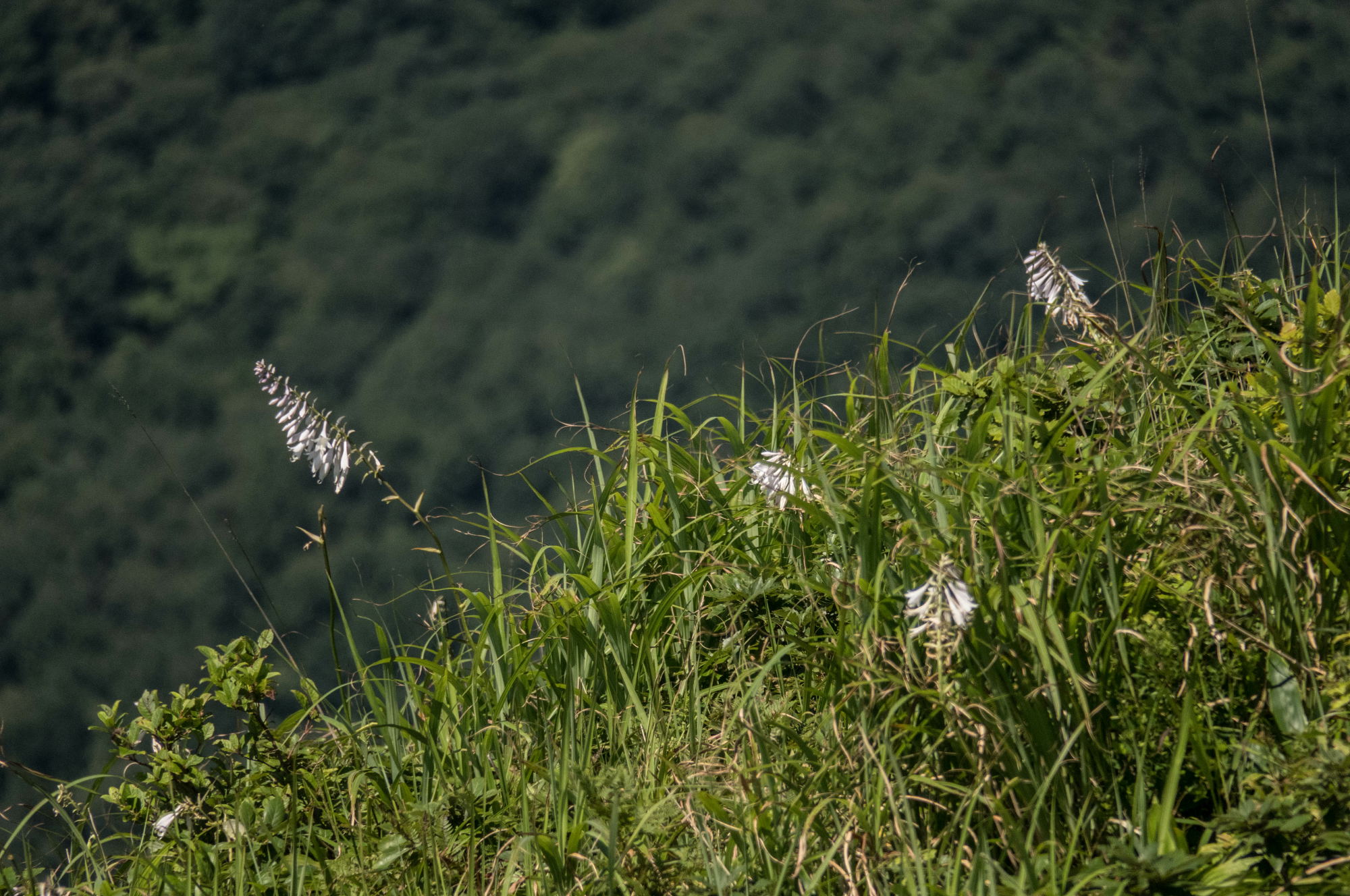 深入山の花々_e0015567_3435856.jpg