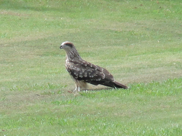 b0006870_94242.jpg