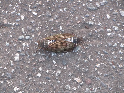 b0149071_2025178.jpg