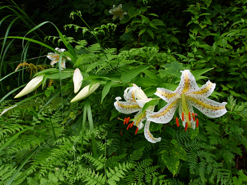 ヤマユリ@湯川沼への林道_e0220071_1839522.jpg