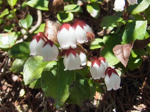 花散歩の会　ニセコ・鏡沼へ_f0083977_23272329.jpg