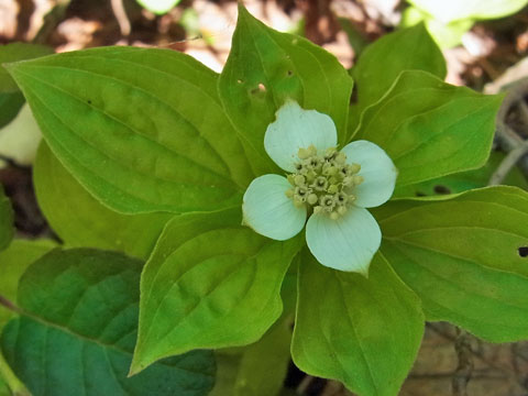 花散歩の会　ニセコ・鏡沼へ_f0083977_23274389.jpg