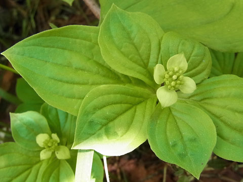 花散歩の会　ニセコ・鏡沼へ_f0083977_23275865.jpg