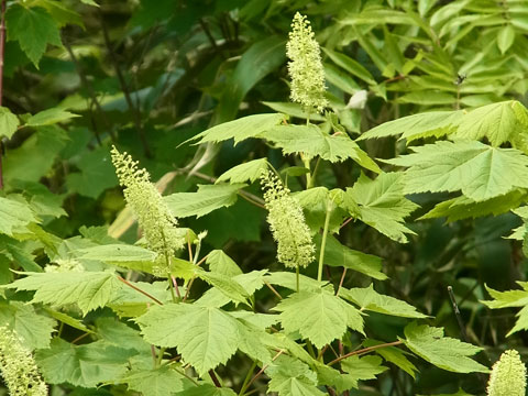 花散歩の会　ニセコ・鏡沼へ_f0083977_23285250.jpg