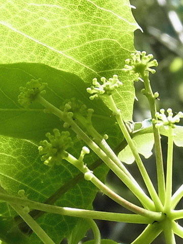 花散歩の会　ニセコ・鏡沼へ_f0083977_23311529.jpg