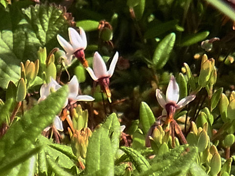 花散歩の会　ニセコ・鏡沼へ_f0083977_23323653.jpg