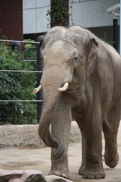 上野動物園_e0338886_17100122.jpg