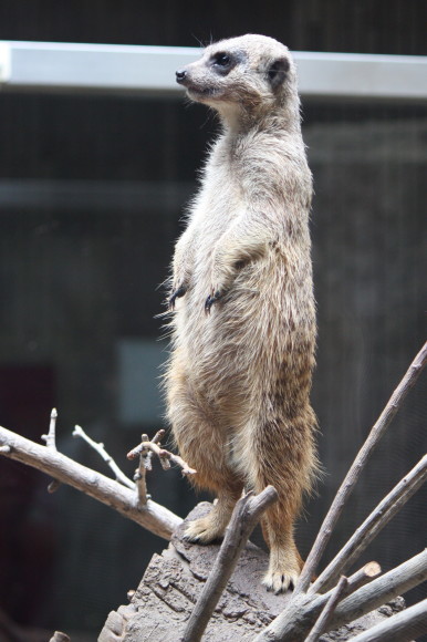 上野動物園_e0338886_17103741.jpg