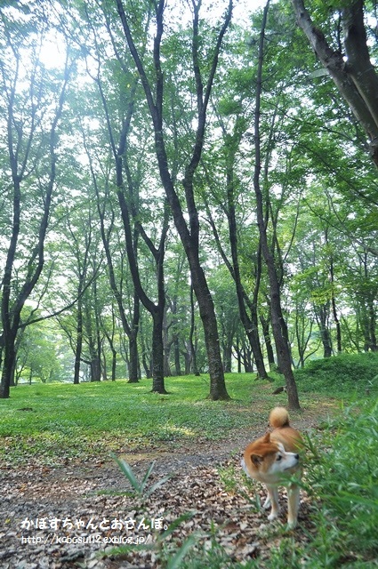 かぼちゃんの散歩道_a0126590_23225642.jpg