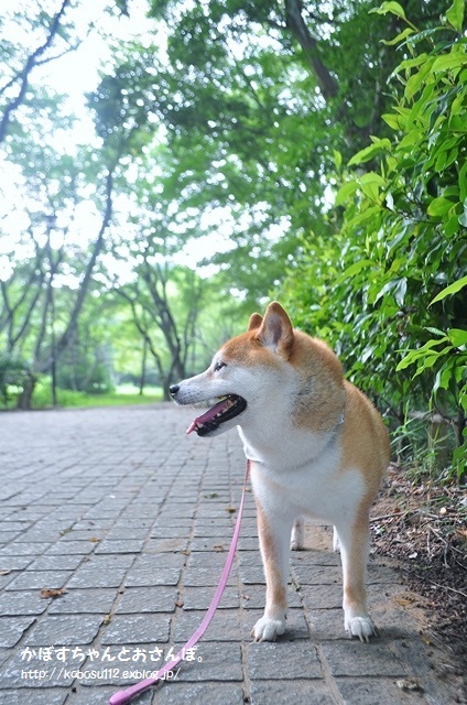 かぼちゃんの散歩道_a0126590_23230368.jpg