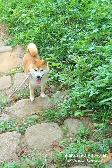 かぼちゃんの散歩道_a0126590_23232753.jpg