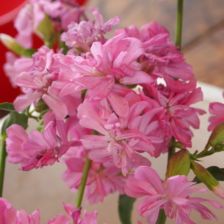 オカムラサキのお花を収穫_a0292194_18271752.jpg
