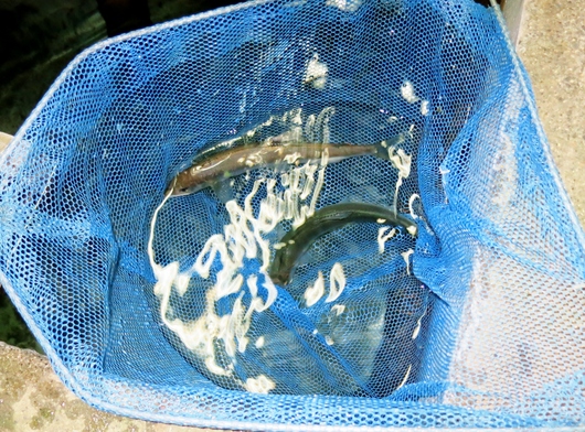 鮎の串焼き_b0083801_0581976.jpg