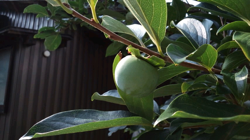 d0093903_8345699.jpg