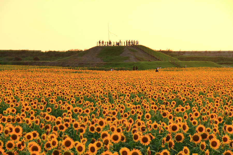 2015年柳川ひまわり園_e0093903_819418.jpg