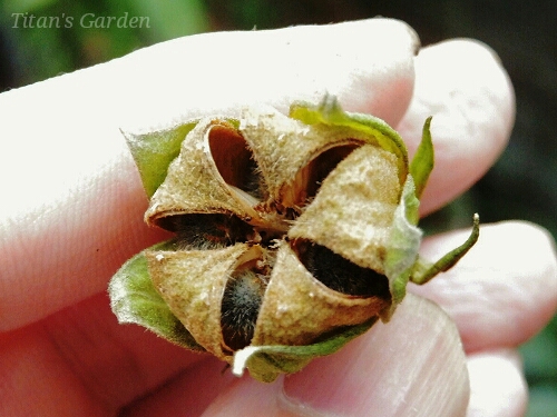 Seedling of Tropical Hibiscus 2015 其の二_b0099813_1303181.jpg