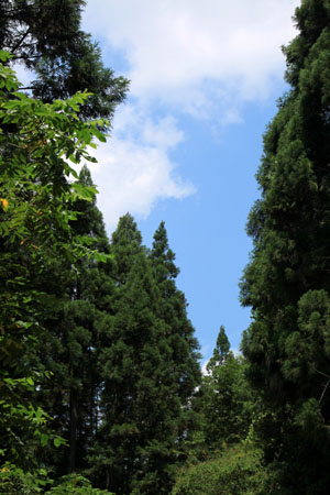 雲が畑 森の茶房_e0048413_21271892.jpg