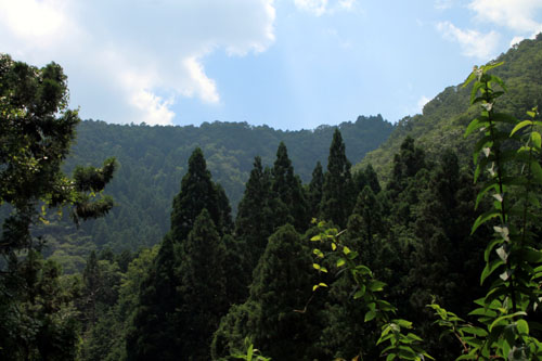 雲が畑　森の茶房_e0048413_2127537.jpg