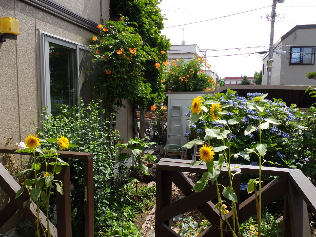 小さな収穫_c0025115_22384544.jpg