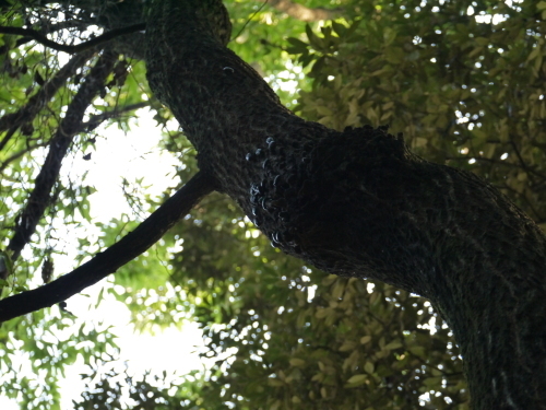 a0315918_11115598.jpg