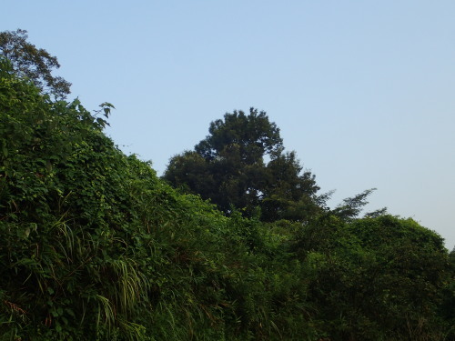 a0315918_11132472.jpg