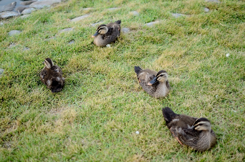 薄暮の水鳥たち_b0230131_11115100.jpg