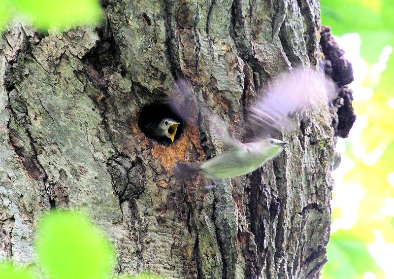 コムクドリは キツツキの開けた巣穴などを利用し繁殖 The Life Of Birds ー 野鳥つれづれ記