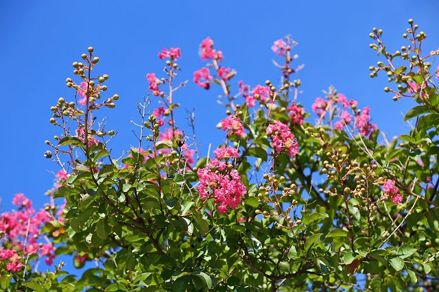 a0242438_17462510.jpg
