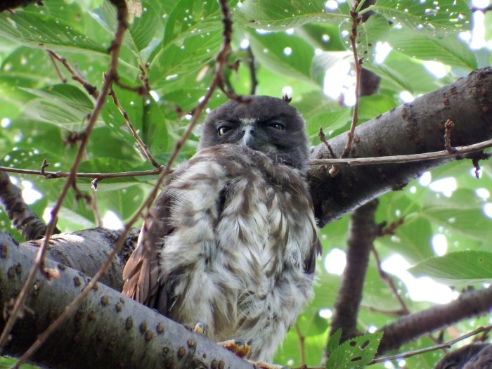 2015.8.2 遅ればせながら雛ちゃんに会ってきました・近場色々・アオバズク（I met a fledgling though a little too late）_c0269342_15213728.jpg