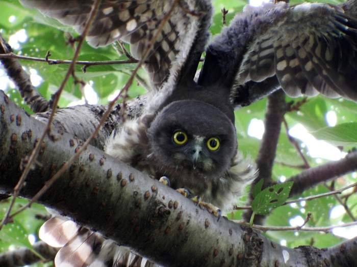 2015.8.2 遅ればせながら雛ちゃんに会ってきました・近場色々・アオバズク（I met a fledgling though a little too late）_c0269342_15232776.jpg