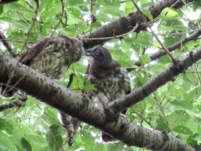 2015.8.2 遅ればせながら雛ちゃんに会ってきました・近場色々・アオバズク（I met a fledgling though a little too late）_c0269342_15254641.jpg