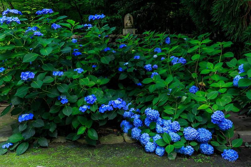 涼やかな庭（勧修寺）_f0155048_22211755.jpg