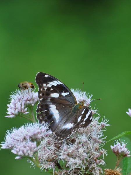 c0045352_9563788.jpg