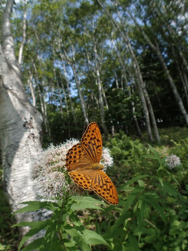 c0045352_956962.jpg