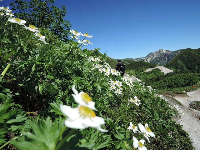 2015年8月1日　双六岳・三俣蓮華岳（１日目：新穂高～三俣蓮華岳～双六）_c0116856_2092246.jpg