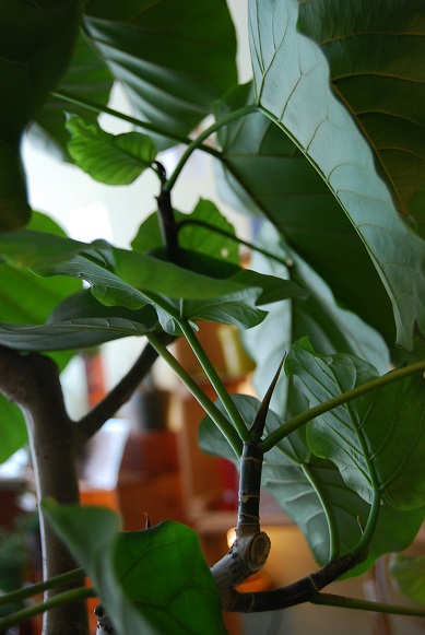 a0201358_1323388.jpg