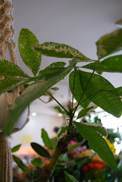 a0201358_1353512.jpg