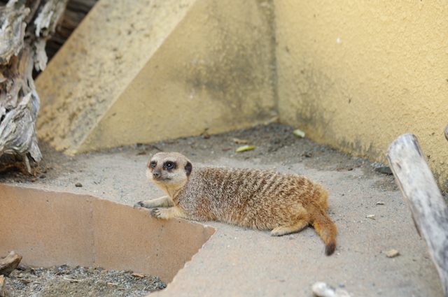 2本足で立つサバンナの見張り人_c0081462_20435311.jpg