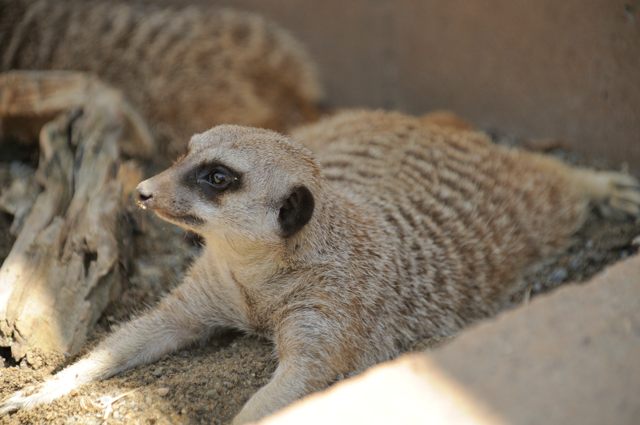 2本足で立つサバンナの見張り人_c0081462_2044967.jpg