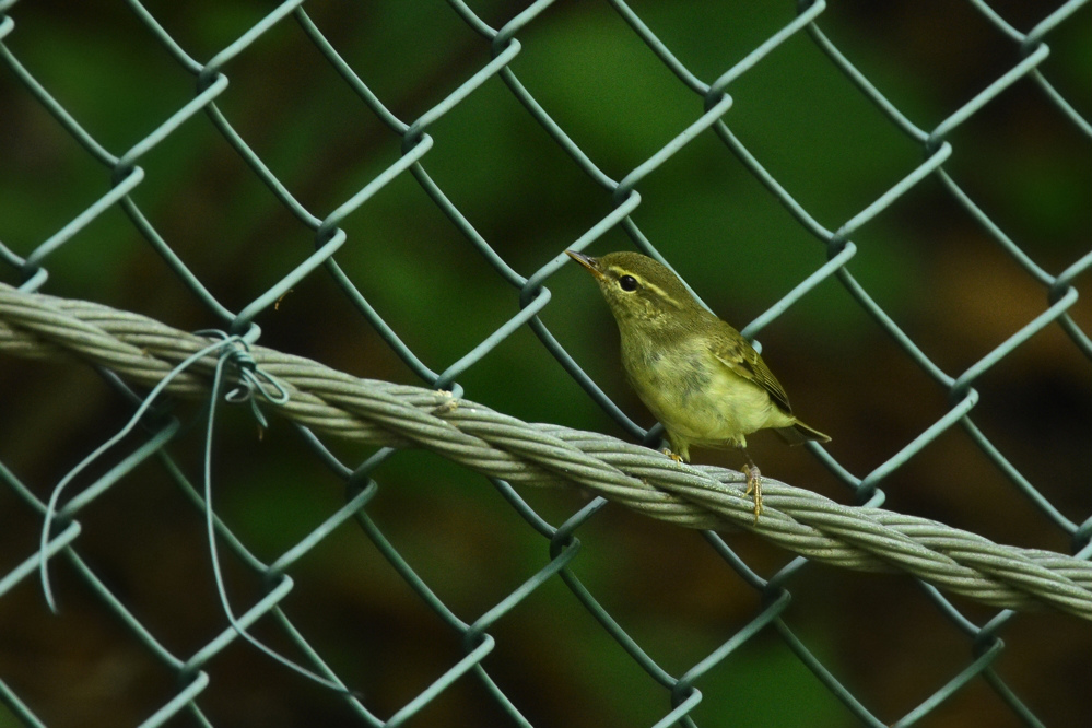 エゾムシクイ と ?な鳥さん_f0053272_1417779.jpg