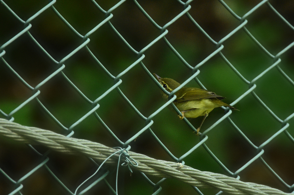エゾムシクイ と ?な鳥さん_f0053272_14191183.jpg