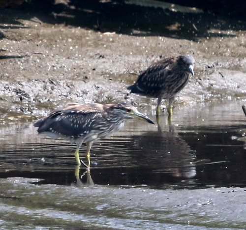 ササゴイ幼鳥とゴイサギ幼鳥_d0262476_6241048.jpg